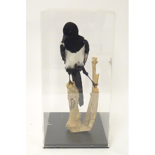 1155 - Taxidermy: a mid 20thC specimen study mount of a Magpie, the perspex case measuring 20 1/2