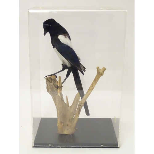 1155 - Taxidermy: a mid 20thC specimen study mount of a Magpie, the perspex case measuring 20 1/2