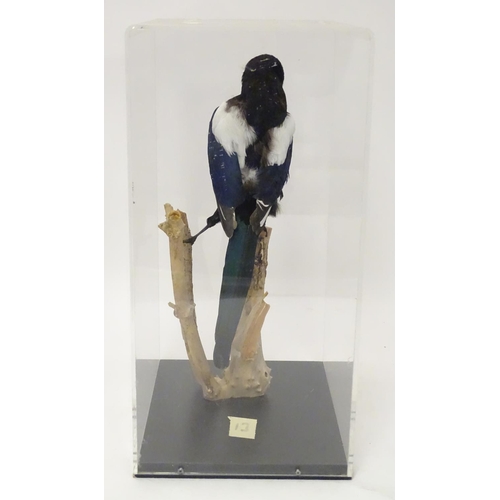 1155 - Taxidermy: a mid 20thC specimen study mount of a Magpie, the perspex case measuring 20 1/2