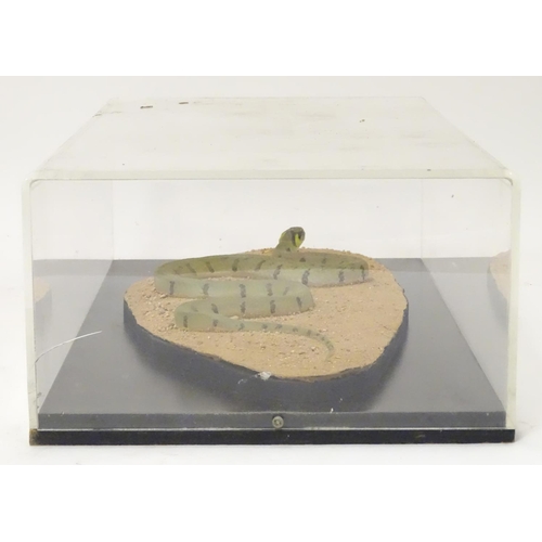 1157 - Taxidermy: a mid 20thC specimen study mount of a Grass Snake, the perspex case measuring 21 3/4