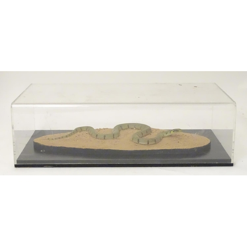 1157 - Taxidermy: a mid 20thC specimen study mount of a Grass Snake, the perspex case measuring 21 3/4