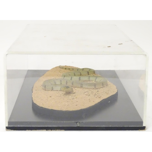 1157 - Taxidermy: a mid 20thC specimen study mount of a Grass Snake, the perspex case measuring 21 3/4