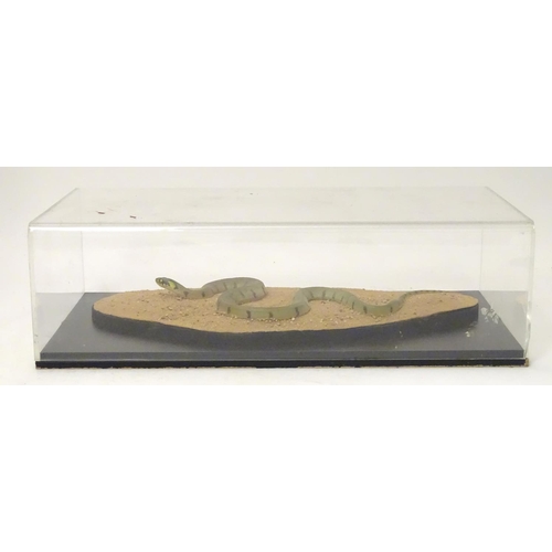 1157 - Taxidermy: a mid 20thC specimen study mount of a Grass Snake, the perspex case measuring 21 3/4