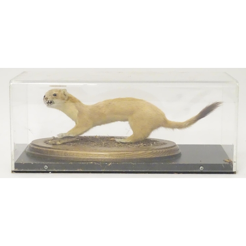 1160 - Taxidermy: a mid 20thC specimen study mount of a Stoat, the perspex case measuring 16 1/4