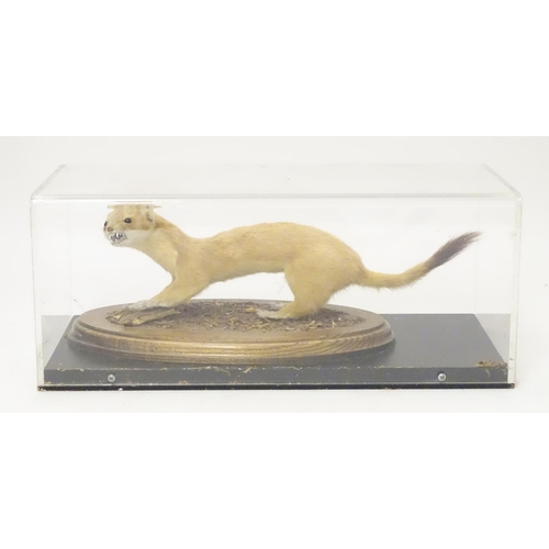 1160 - Taxidermy: a mid 20thC specimen study mount of a Stoat, the perspex case measuring 16 1/4