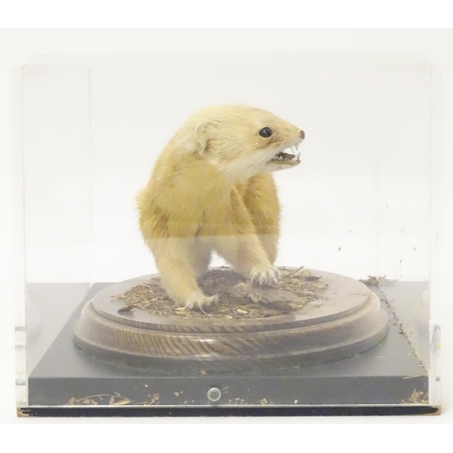 1160 - Taxidermy: a mid 20thC specimen study mount of a Stoat, the perspex case measuring 16 1/4