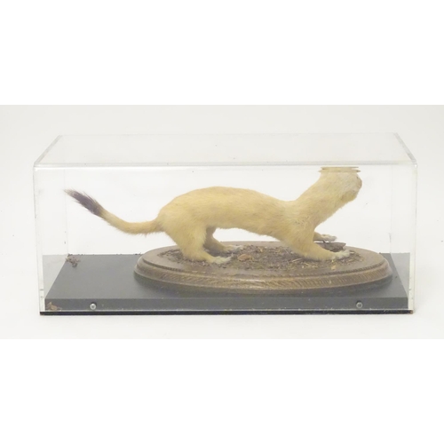 1160 - Taxidermy: a mid 20thC specimen study mount of a Stoat, the perspex case measuring 16 1/4