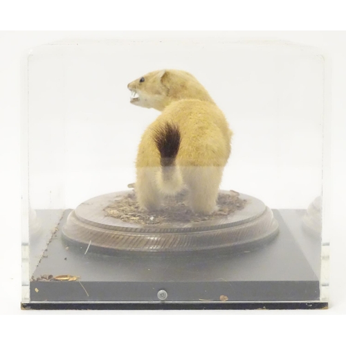 1160 - Taxidermy: a mid 20thC specimen study mount of a Stoat, the perspex case measuring 16 1/4