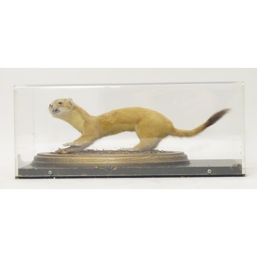 1160 - Taxidermy: a mid 20thC specimen study mount of a Stoat, the perspex case measuring 16 1/4