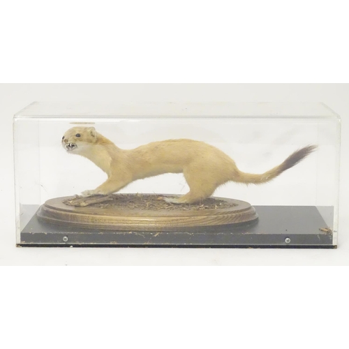 1160 - Taxidermy: a mid 20thC specimen study mount of a Stoat, the perspex case measuring 16 1/4