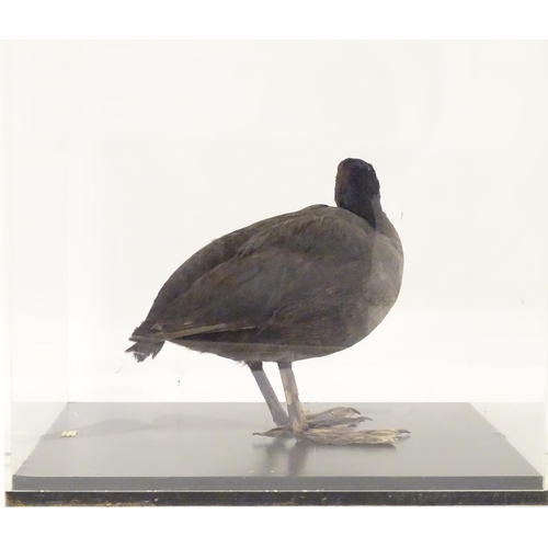 1162 - Taxidermy: a mid 20thC specimen study mount of a Coot, the perspex case measuring 14 1/2