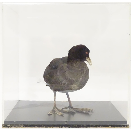 1162 - Taxidermy: a mid 20thC specimen study mount of a Coot, the perspex case measuring 14 1/2