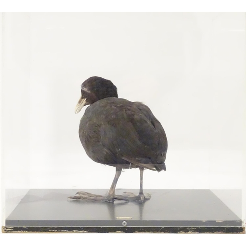 1162 - Taxidermy: a mid 20thC specimen study mount of a Coot, the perspex case measuring 14 1/2