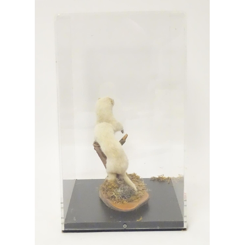 1163 - Taxidermy: a mid 20thC specimen study mount of a Weasel (in winter coat), the perspex case measuring... 