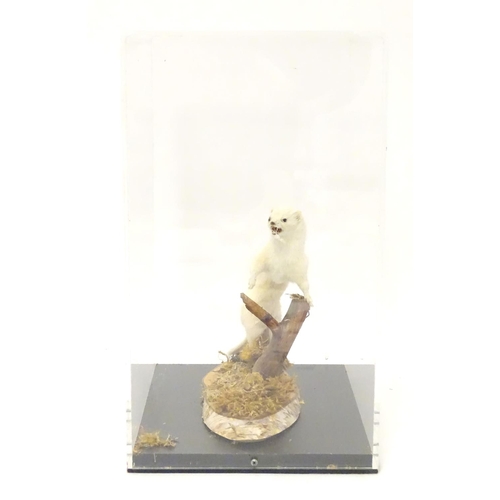 1163 - Taxidermy: a mid 20thC specimen study mount of a Weasel (in winter coat), the perspex case measuring... 