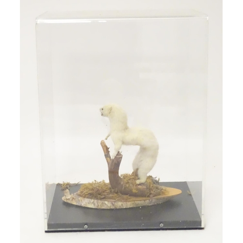 1163 - Taxidermy: a mid 20thC specimen study mount of a Weasel (in winter coat), the perspex case measuring... 