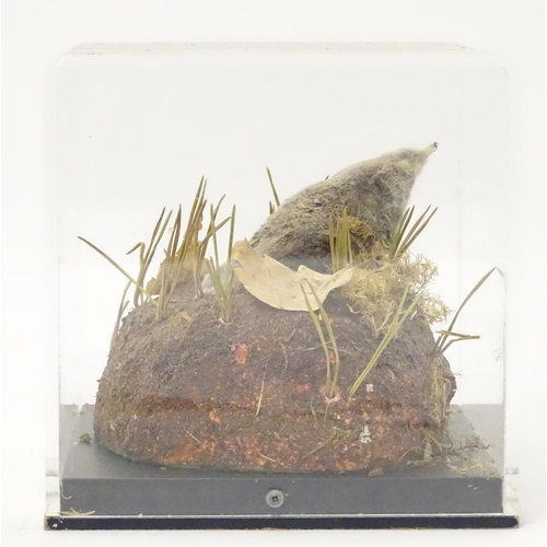 1164 - Taxidermy: a mid 20thC specimen study mount of a Mole, the perspex case measuring 9