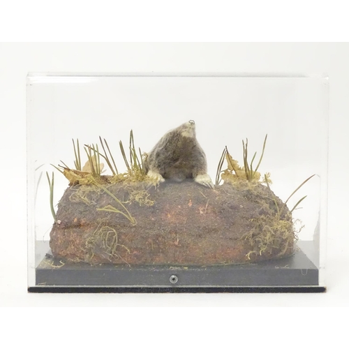 1164 - Taxidermy: a mid 20thC specimen study mount of a Mole, the perspex case measuring 9