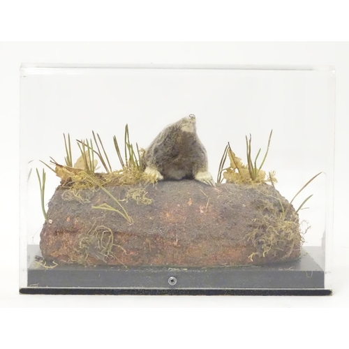 1164 - Taxidermy: a mid 20thC specimen study mount of a Mole, the perspex case measuring 9