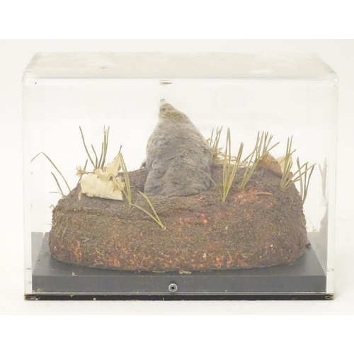 1164 - Taxidermy: a mid 20thC specimen study mount of a Mole, the perspex case measuring 9