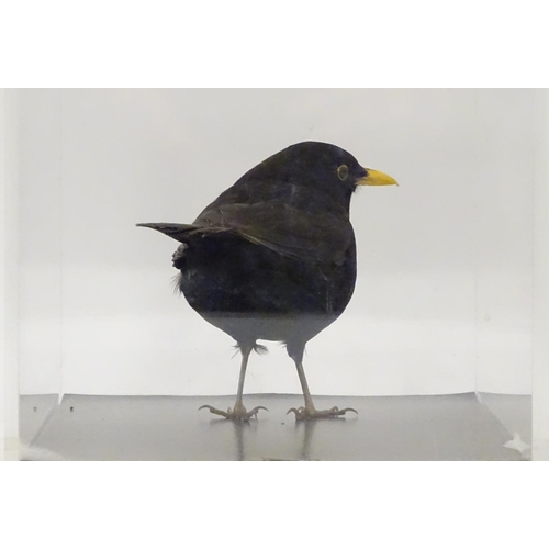 1165 - Taxidermy: a mid 20thC specimen study mount of a male Common Blackbird, the perspex case measuring 1... 