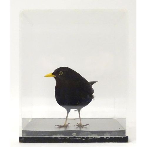 1165 - Taxidermy: a mid 20thC specimen study mount of a male Common Blackbird, the perspex case measuring 1... 