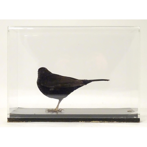 1165 - Taxidermy: a mid 20thC specimen study mount of a male Common Blackbird, the perspex case measuring 1... 