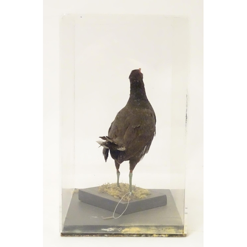 1165A - Taxidermy: a mid 20thC specimen study mount of a Moorhen, the perspex case measuring 16 1/4