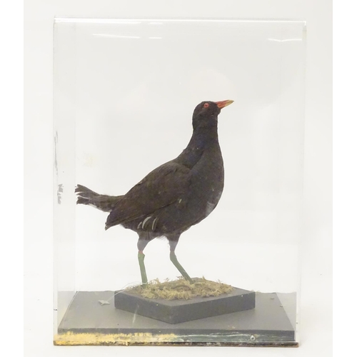 1165A - Taxidermy: a mid 20thC specimen study mount of a Moorhen, the perspex case measuring 16 1/4