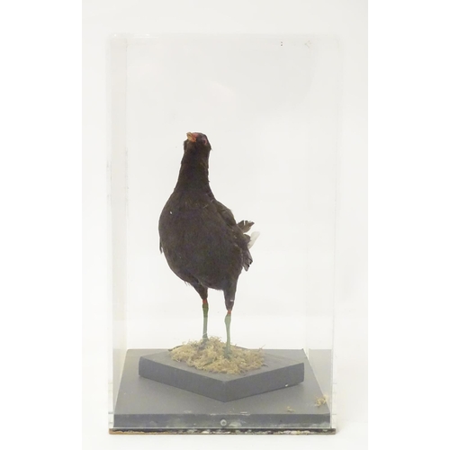 1165A - Taxidermy: a mid 20thC specimen study mount of a Moorhen, the perspex case measuring 16 1/4