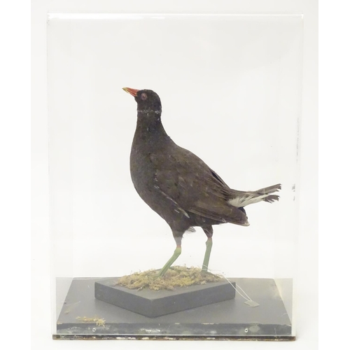 1165A - Taxidermy: a mid 20thC specimen study mount of a Moorhen, the perspex case measuring 16 1/4