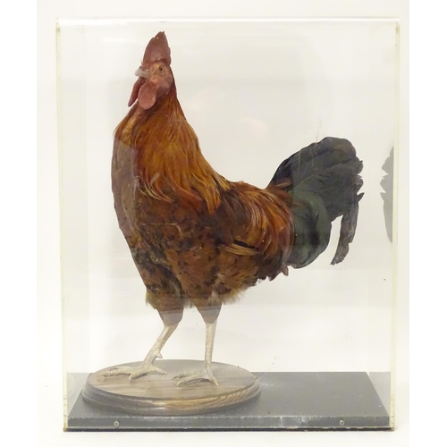 1166 - Taxidermy: a mid 20thC specimen study mount of a Rhode Island Red cockerel, the perspex case measuri... 