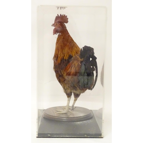 1166 - Taxidermy: a mid 20thC specimen study mount of a Rhode Island Red cockerel, the perspex case measuri... 