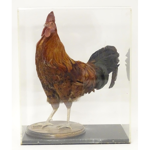 1166 - Taxidermy: a mid 20thC specimen study mount of a Rhode Island Red cockerel, the perspex case measuri... 