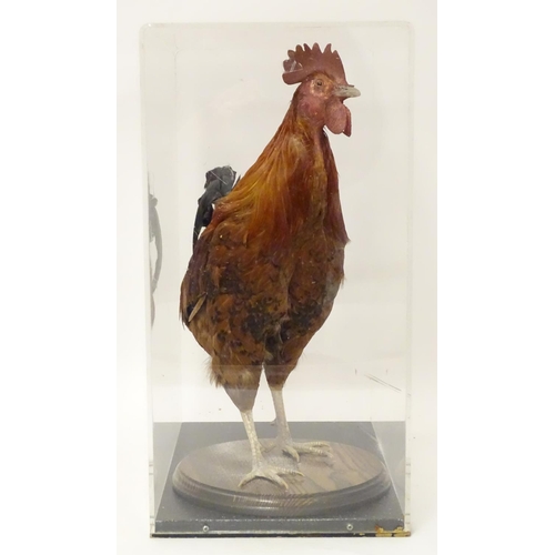 1166 - Taxidermy: a mid 20thC specimen study mount of a Rhode Island Red cockerel, the perspex case measuri... 