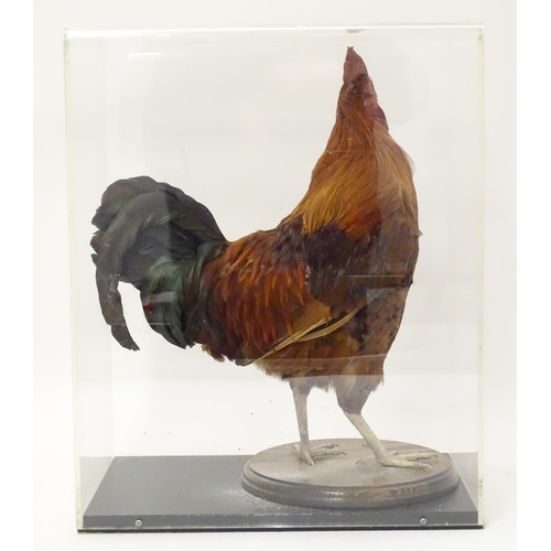 1166 - Taxidermy: a mid 20thC specimen study mount of a Rhode Island Red cockerel, the perspex case measuri... 