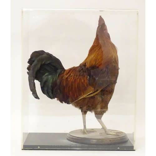 1166 - Taxidermy: a mid 20thC specimen study mount of a Rhode Island Red cockerel, the perspex case measuri... 