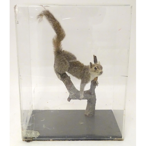 1167 - Taxidermy: a mid 20thC specimen study mount of a Grey Squirrel, the perspex case measuring 20