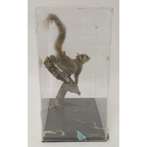 1167 - Taxidermy: a mid 20thC specimen study mount of a Grey Squirrel, the perspex case measuring 20