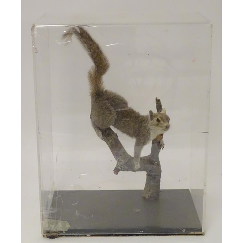 1167 - Taxidermy: a mid 20thC specimen study mount of a Grey Squirrel, the perspex case measuring 20