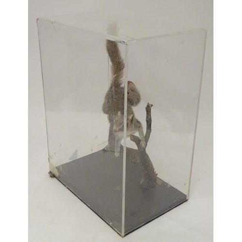 1167 - Taxidermy: a mid 20thC specimen study mount of a Grey Squirrel, the perspex case measuring 20