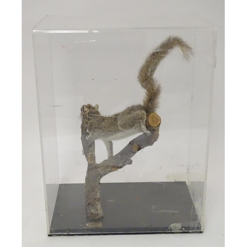 1167 - Taxidermy: a mid 20thC specimen study mount of a Grey Squirrel, the perspex case measuring 20