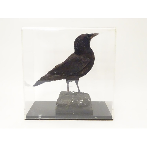 1168 - Taxidermy: a mid 20thC specimen study mount of a Carrion Crow, the perspex case measuring 15 1/2