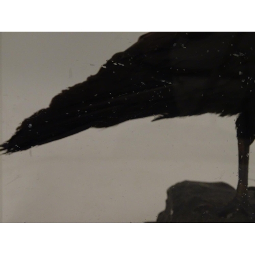 1168 - Taxidermy: a mid 20thC specimen study mount of a Carrion Crow, the perspex case measuring 15 1/2