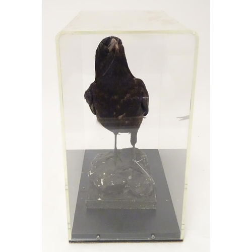 1168 - Taxidermy: a mid 20thC specimen study mount of a Carrion Crow, the perspex case measuring 15 1/2