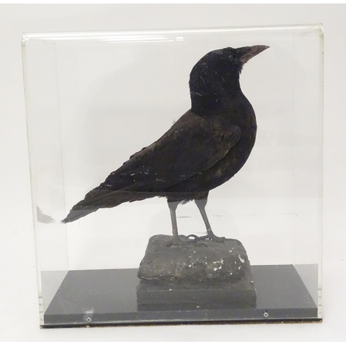 1168 - Taxidermy: a mid 20thC specimen study mount of a Carrion Crow, the perspex case measuring 15 1/2