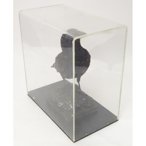 1168 - Taxidermy: a mid 20thC specimen study mount of a Carrion Crow, the perspex case measuring 15 1/2