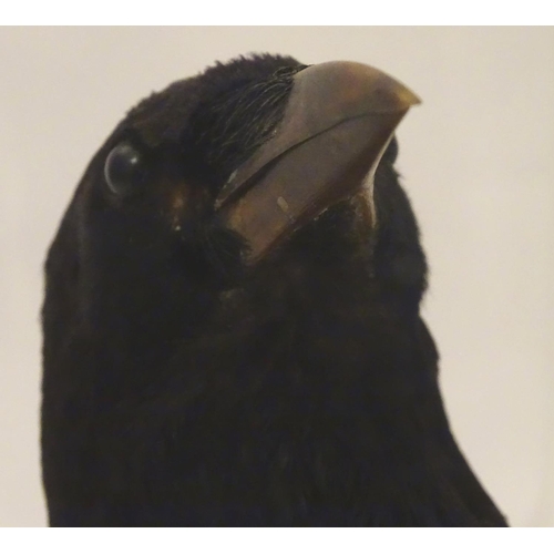 1168 - Taxidermy: a mid 20thC specimen study mount of a Carrion Crow, the perspex case measuring 15 1/2