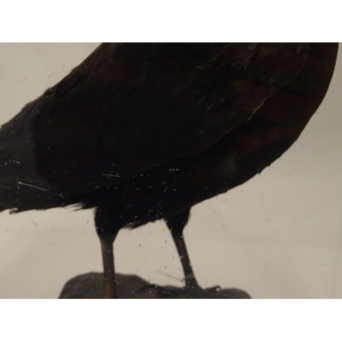 1168 - Taxidermy: a mid 20thC specimen study mount of a Carrion Crow, the perspex case measuring 15 1/2