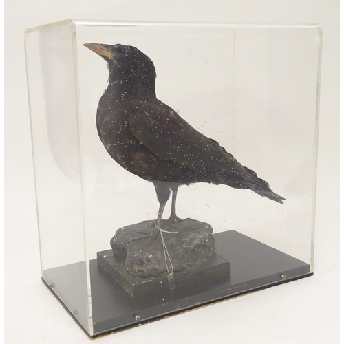 1168 - Taxidermy: a mid 20thC specimen study mount of a Carrion Crow, the perspex case measuring 15 1/2